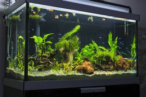 Build Your Aquarium .